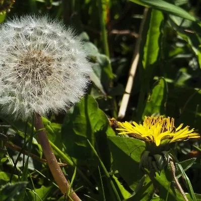 Centrum voor natuurgeneeskunde en bewustzijn Marion Vreugdenhil